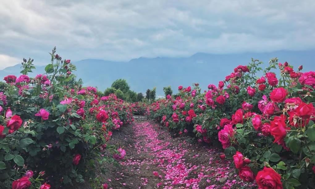 Rose Black Tea