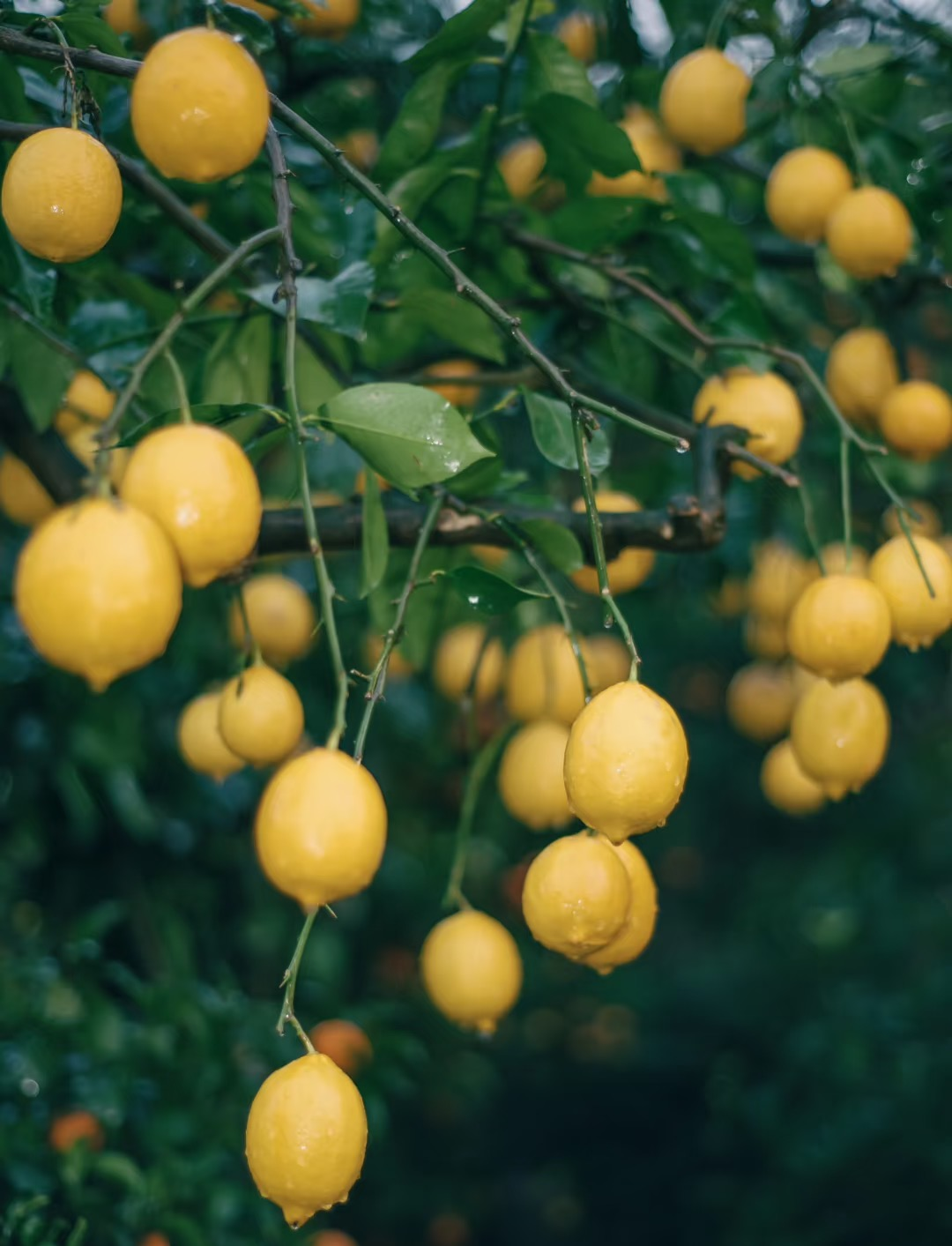 Lemon Black Tea
